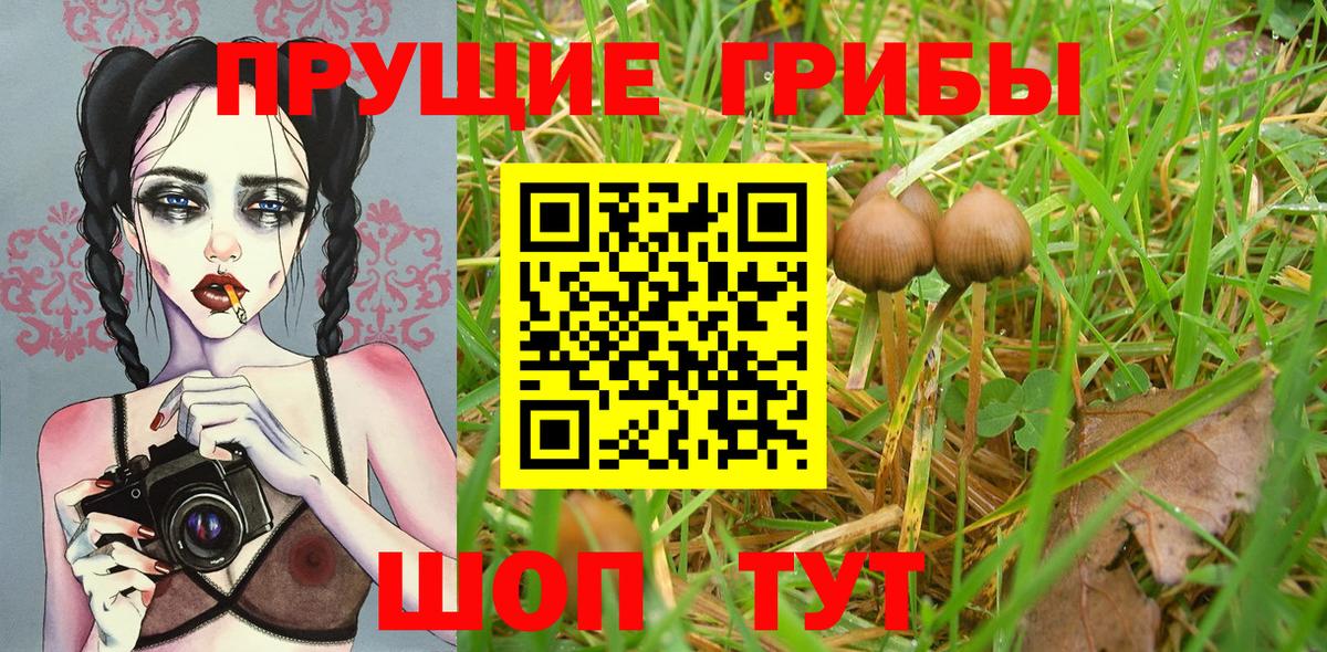 Клин  Псилоцибиновые грибы Psilocybe  Галлюциногенные грибы Cubensis  цена   Вход с VPN 